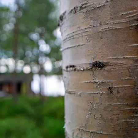 Chalet Loue Island - A True Finnish Experience Inari