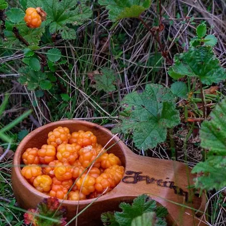 Loue Island - A True Finnish Experience Inari